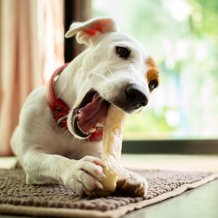 Weißer Hund liegt auf dem Boden mit einem Chews Kausnack