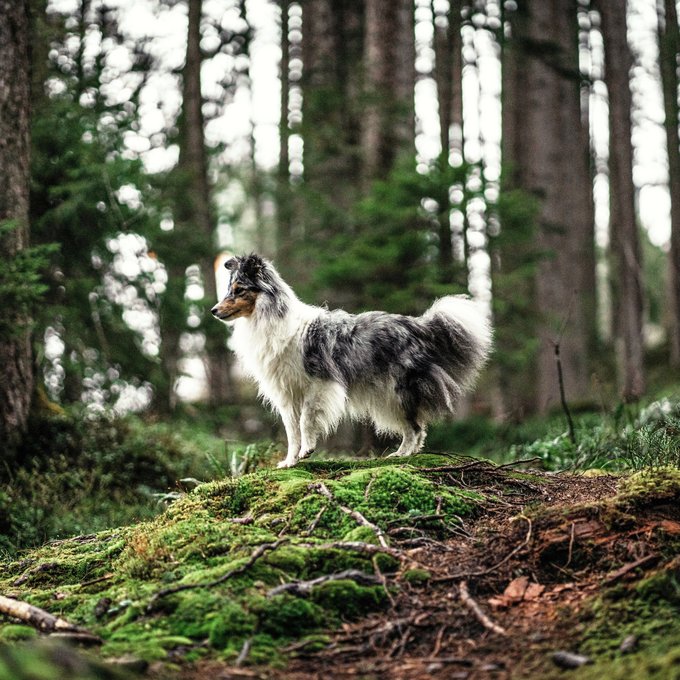 Hund im Wald