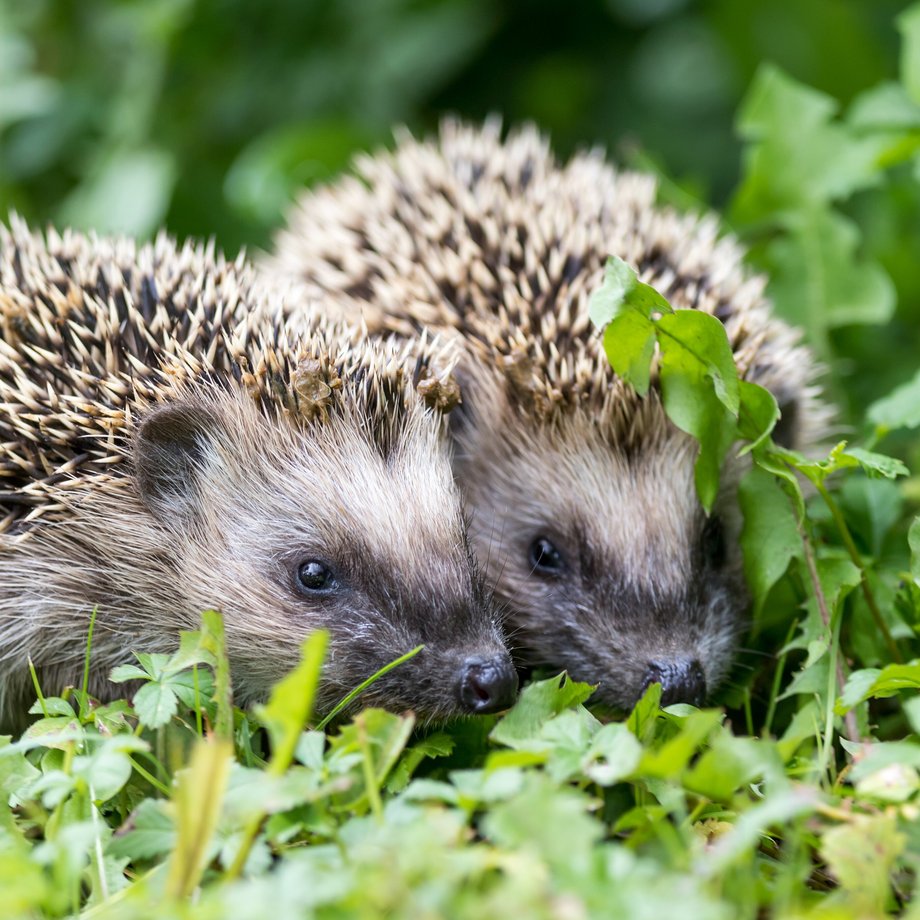 Zwei Igel im Grünen