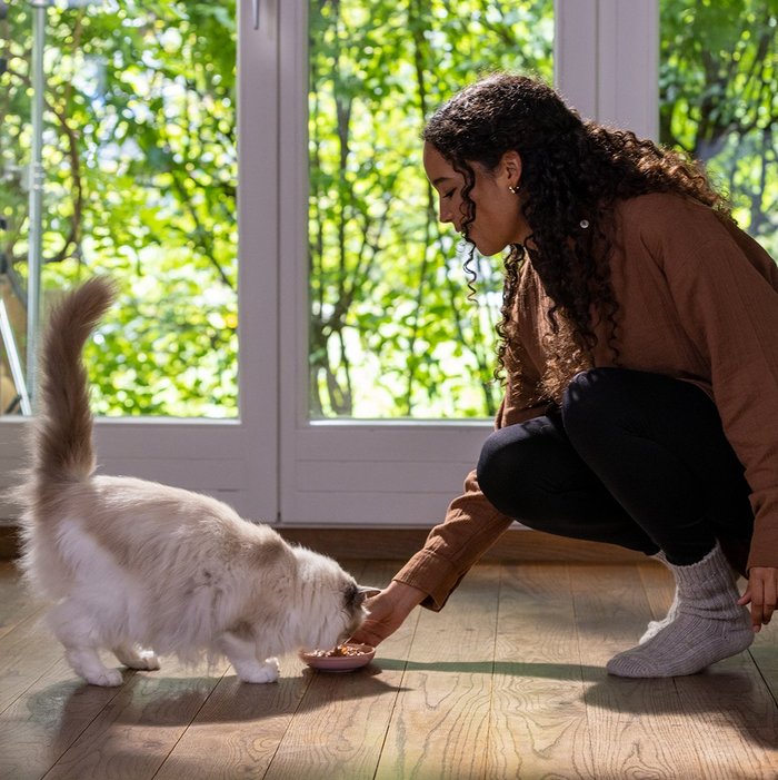 Weiß-braune Katze wird von ihrer Besitzerin gefüttert