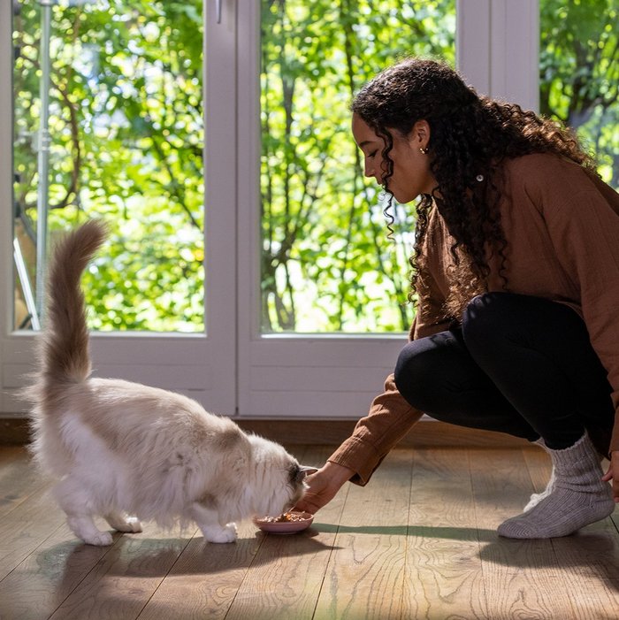 Weiß-braune Katze wird von ihrer Besitzerin gefüttert