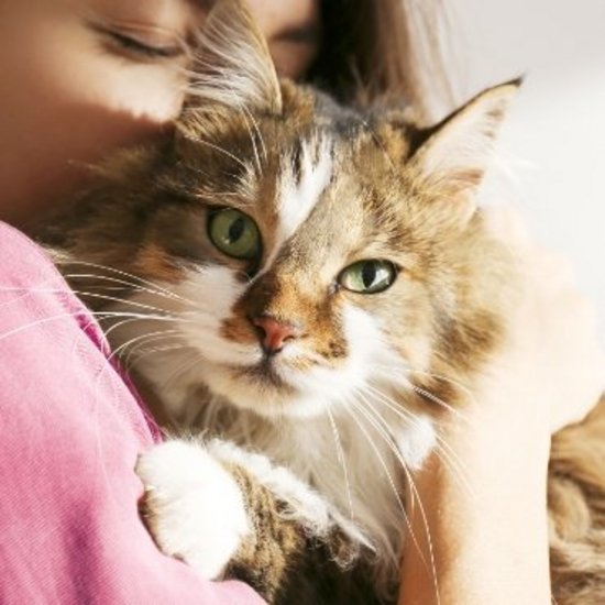 Braun-weiße Katze auf dem Arm, wird liebkost